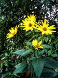 Sun flower and bee royalty free stock images Sun flower and bee royalty free stock images