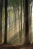 Sun irradia cruzando un bosque brumoso fotografiado por una mañana temprana del otoño. imagen de archivo Sun irradia cruzando un bosque brumoso fotografiado por una mañana temprana del otoño. imagen de archivo