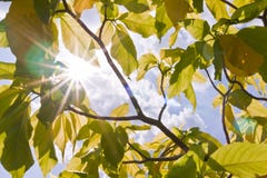 Sun Ray Between Green Leaves Sun Ray Between Green Leaves