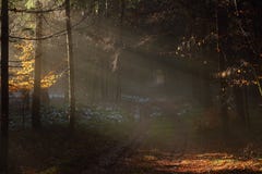 Sun rays into dark forest landscape royalty free stock photography Sun rays into dark forest landscape royalty free stock photography