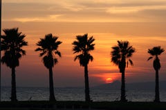 Sun Set And Palms Stock Photography