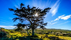 Sun setting behind a large tree in Cape of Good Hope Nature Reserve Stock Photo Sun setting behind a large tree in Cape of Good Hope Nature Reserve Stock Photo