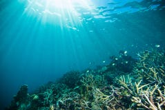 Sun shine scuba diving diver kapoposang sulawesi indonesia underwater. Life Royalty Free Stock Image Sun shine scuba diving diver kapoposang sulawesi indonesia underwater. Life Royalty Free Stock Image