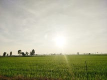 The sun shines through the top of the rice field in the morning field. stock photo The sun shines through the top of the rice field in the morning field. stock photo