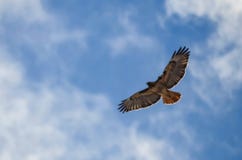 Sun Shining Through Outstretched Wings of Soaring Hawk royalty free stock photo Sun Shining Through Outstretched Wings of Soaring Hawk royalty free stock photo