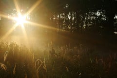 Sun shining through pine wood
