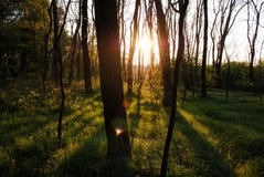 Sun Shining Through Trees in Forest Stock Photos Sun Shining Through Trees in Forest Stock Photos