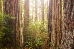 Sun shinning through the canopy in an ancient redwood forest with trunks of trees and ferns - light flare royalty free stock photos Sun shinning through the canopy in an ancient redwood forest with trunks of trees and ferns - light flare royalty free stock photos