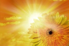 Sun Sky Flower Sunflower Background Royalty Free Stock Photography Sun Sky Flower Sunflower Background Royalty Free Stock Photography
