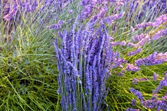 Sun-Strahlen über einem Blumenstrauß des Lavendels stockbild Sun-Strahlen über einem Blumenstrauß des Lavendels stockbild