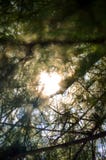 Sun Rays Over Trees royalty free stock photos Sun Rays Over Trees royalty free stock photos
