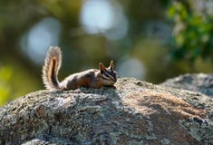 ?? sunbather στοκ εικόνα ?? sunbather στοκ εικόνα