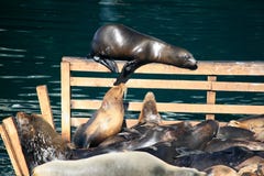 Sunbathing Seals At Monterey Harbour California Stock Photo Sunbathing Seals At Monterey Harbour California Stock Photo