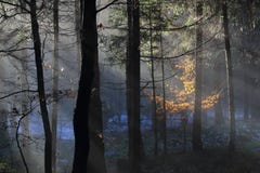 Sunbeams in misty winter forest stock image Sunbeams in misty winter forest stock image