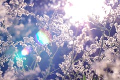 Sunbeams in wild field grass and flowers at sunset, blurred defocused background royalty free stock photo Sunbeams in wild field grass and flowers at sunset, blurred defocused background royalty free stock photo
