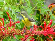 Sunbird Azeitona-suportado fotografia de stock Sunbird Azeitona-suportado fotografia de stock