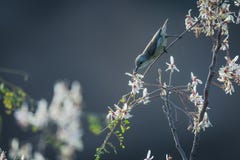 Sunbird femelle nectaring photos stock Sunbird femelle nectaring photos stock