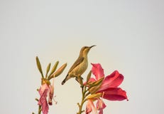 Sunbird Mały ptasi brąz w colour, umieszcza na pączku z różowymi kwiatami wokoło go Przyglądający up w niebo zdjęcie stock Sunbird Mały ptasi brąz w colour, umieszcza na pączku z różowymi kwiatami wokoło go Przyglądający up w niebo zdjęcie stock