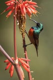 Sunbird messo un colletto doppio del sud immagine stock libera da diritti Sunbird messo un colletto doppio del sud immagine stock libera da diritti
