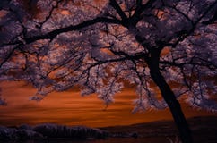Sunburst honey loctus tree shot in infrared with pinkish leaves with a golden sky over the background mountain stock photos Sunburst honey loctus tree shot in infrared with pinkish leaves with a golden sky over the background mountain stock photos