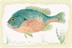 Download Bluegill Stock Illustrations - 12 Bluegill Stock ...