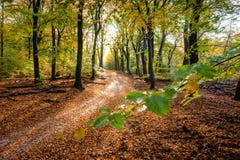 Sunflair on footpath at forest in autumn season, netherlands Royalty Free Stock Photos Sunflair on footpath at forest in autumn season, netherlands Royalty Free Stock Photos