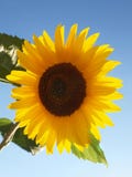 Sunflower Royalty Free Stock Photos