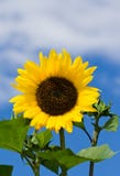 Sunflower Royalty Free Stock Photos