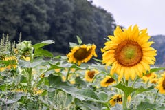 A Sunflower blooming in a field, Jasper, Georgia, USA stock image A Sunflower blooming in a field, Jasper, Georgia, USA stock image