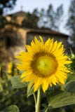 Sunflower with building in Tuscany, Italy.