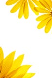 Sunflower Details Royalty Free Stock Image Sunflower Details Royalty Free Stock Image