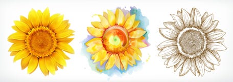 Sunflower, different styles, vector drawing, icon set. On white background