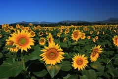 Sunflower Field Stock Images