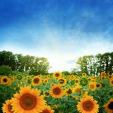 Sunflower Field Stock Image Sunflower Field Stock Image