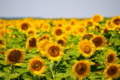 sunflower-field-good-foods-biofuel-campa
