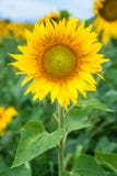 Sunflower field under blue sky. Close up Royalty Free Stock Images Sunflower field under blue sky. Close up Royalty Free Stock Images