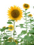 Sunflower Garden Stock Photo Sunflower Garden Stock Photo