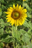 Sunflower growing in Tuscany, Italy.
