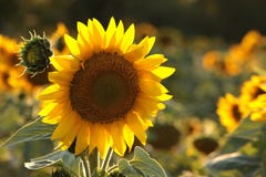sunflower helianthus annuus in the field at dusk close up of fresh growing backlit by light setting sun august poland