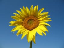 Sunflower In Blue Sky Stock Images
