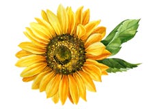 Sunflower isolated on white background, watercolor botanical illustration, hand drawing, yellow flower