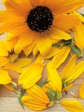 Sunflower and its petals Royalty Free Stock Images Sunflower and its petals Royalty Free Stock Images