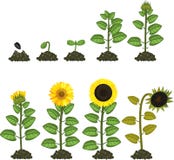 Sunflower Life Cycle. Growth Stages From Seed To Flowering And Fruit ...