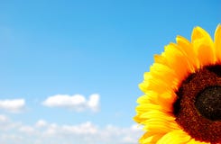 Sunflower and light blue sky