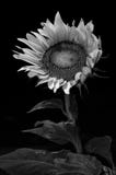 Sunflower, Black and white, monochrome, vertical