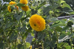 Sunflower natural background, Sunflower blooming stock images Sunflower natural background, Sunflower blooming stock images