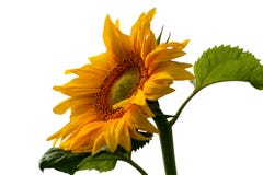 Sunflower On A White Background Royalty Free Stock Photo