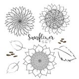 Sunflower seed and flower line vector drawing set. Hand drawn isolated illustration. Food ingredient vintage sketch. Great for oil royalty free illustration Sunflower seed and flower line vector drawing set. Hand drawn isolated illustration. Food ingredient vintage sketch. Great for oil royalty free illustration