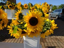 Sunflower royalty free stock images Sunflower royalty free stock images