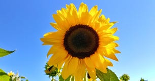 Sunflower royalty free stock images Sunflower royalty free stock images